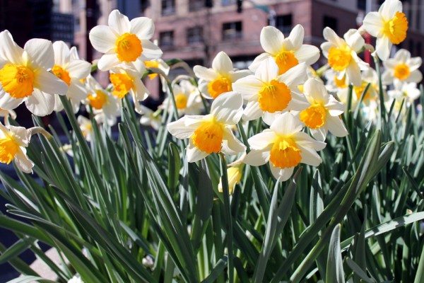 DaringHue-com_Daffodils