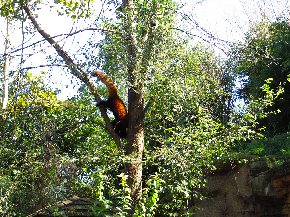 DaringHue_RedPanda_ColumbusZoo