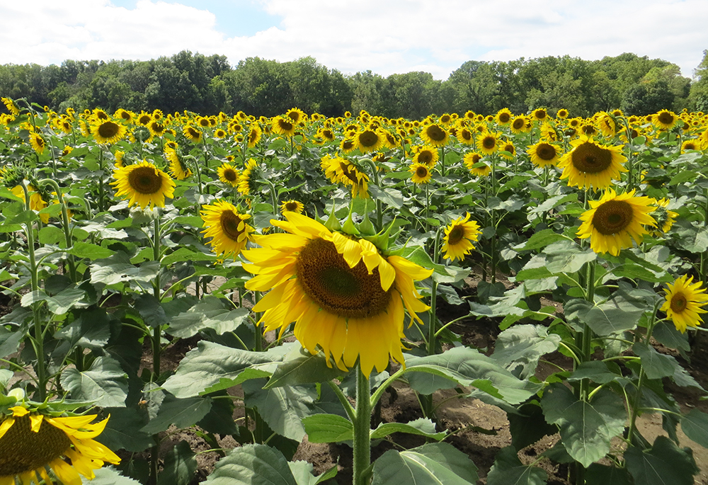 DaringHue_Sunflowers